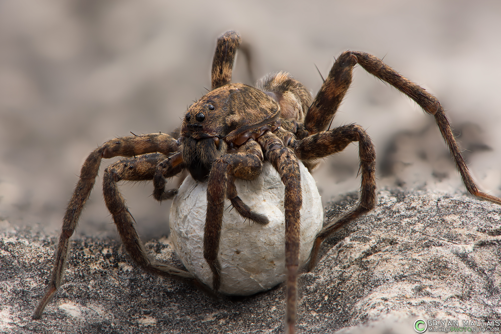 Wolf Spider With Egg Sac At Jerry Baughman Blog