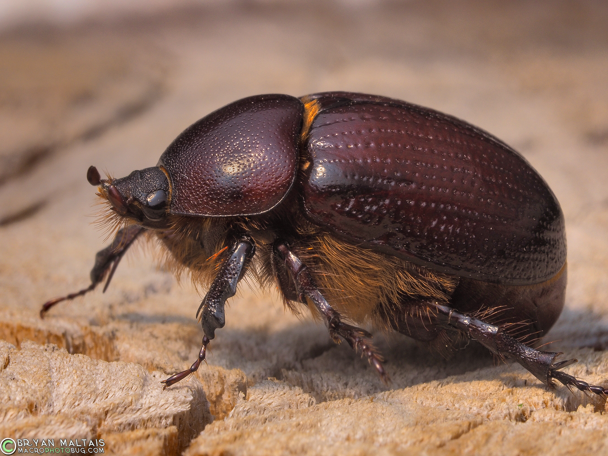 June bug shell.