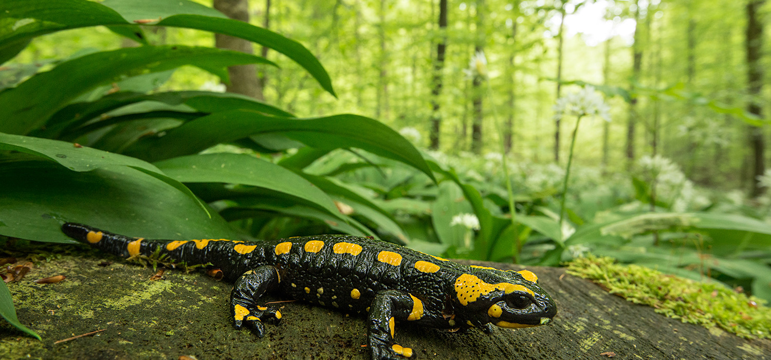 fire salamander Germany