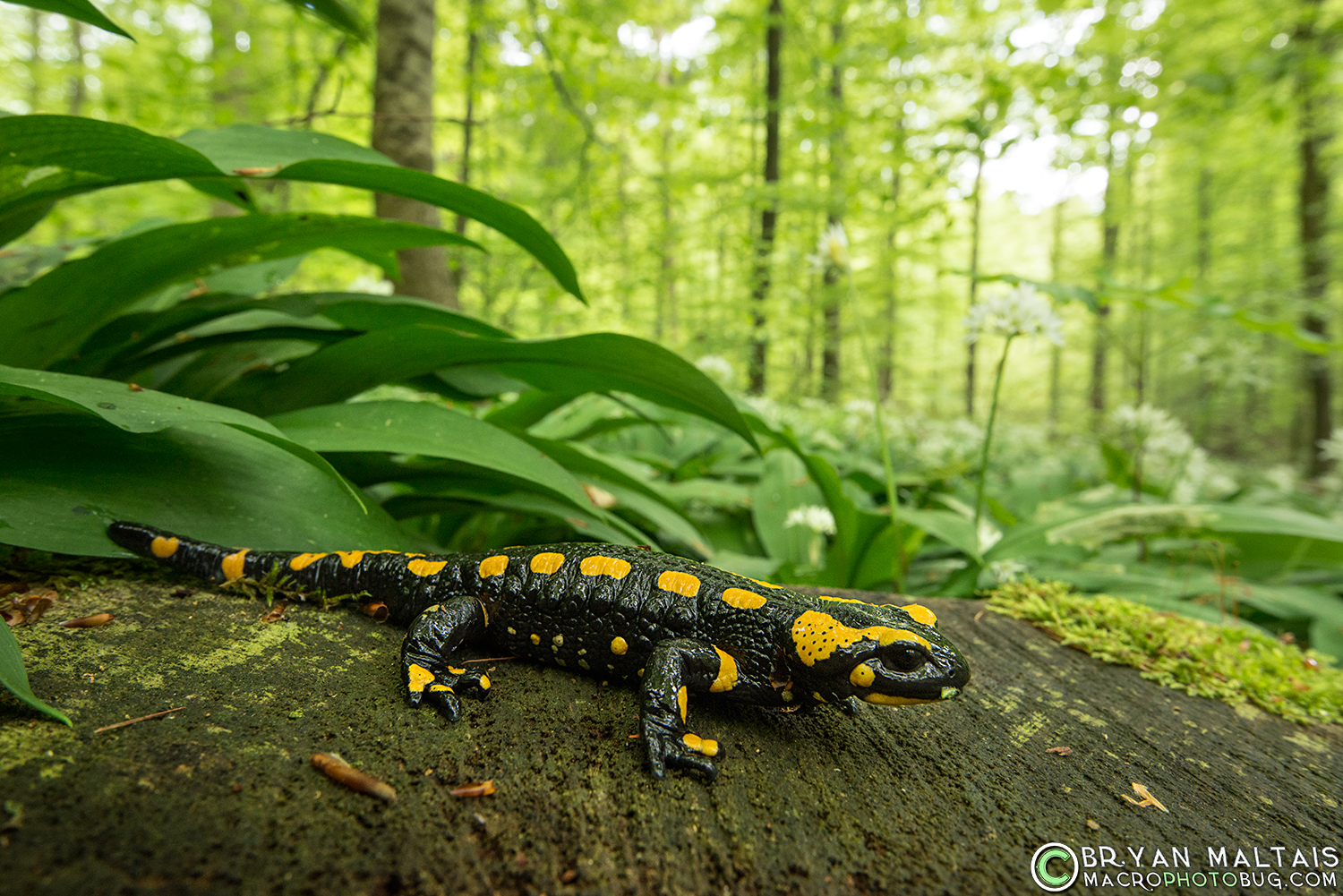 fire salamander Germany