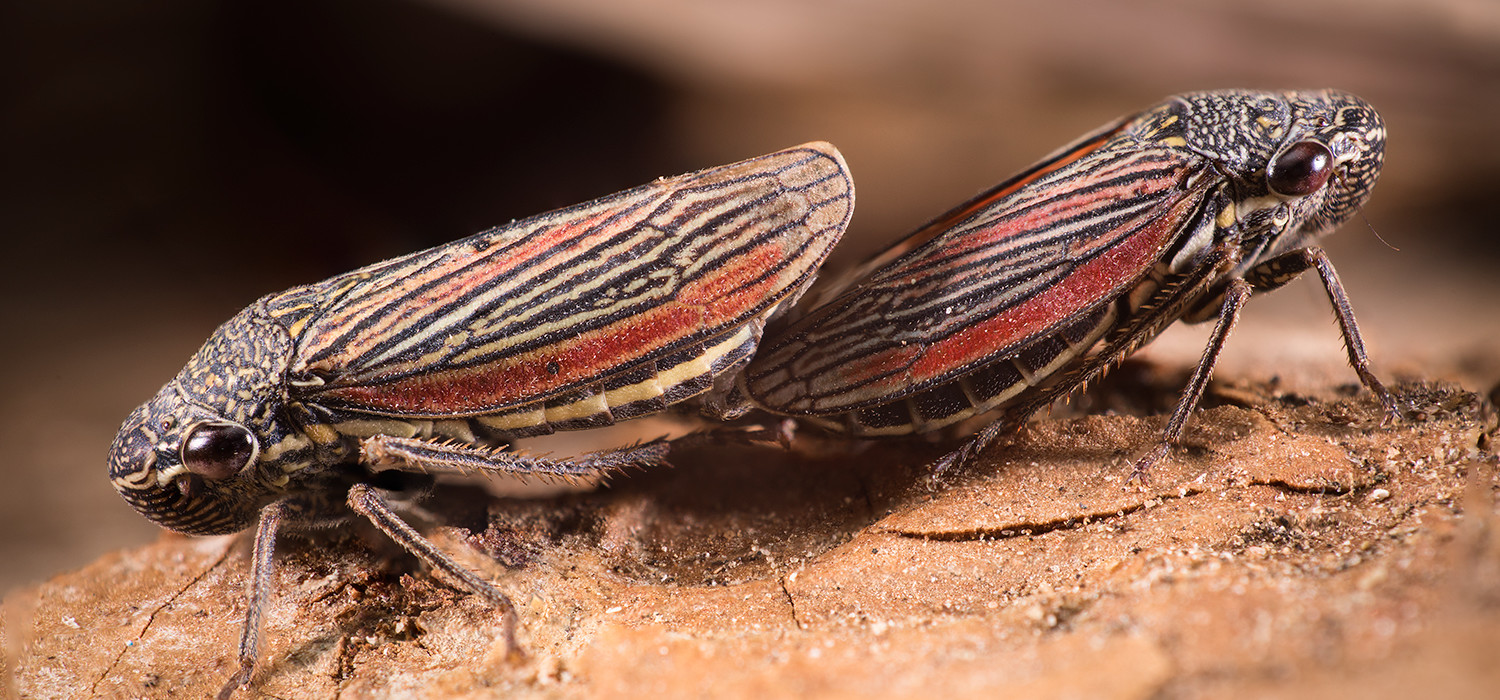 insect macro photography of striped leafhopper mating