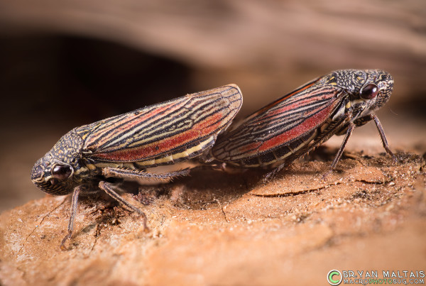 insect macro photography of striped leafhopper mating