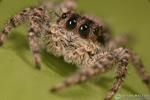 jumping spider closeup compount eyes