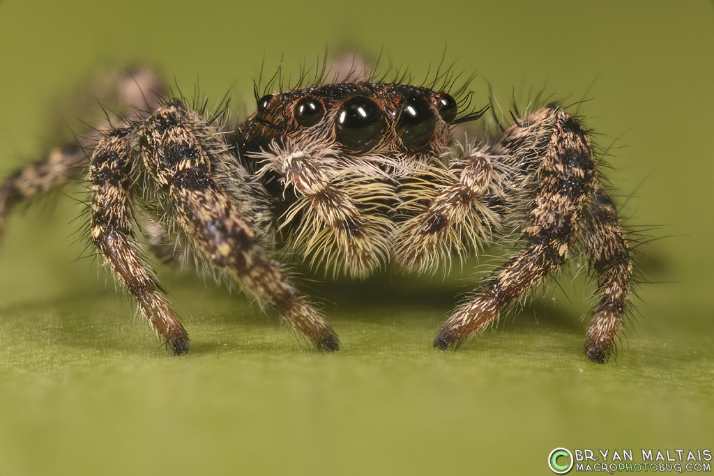 jumping spider super macro photography