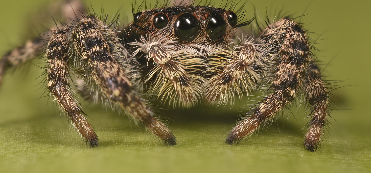 jumping spider super macro photography