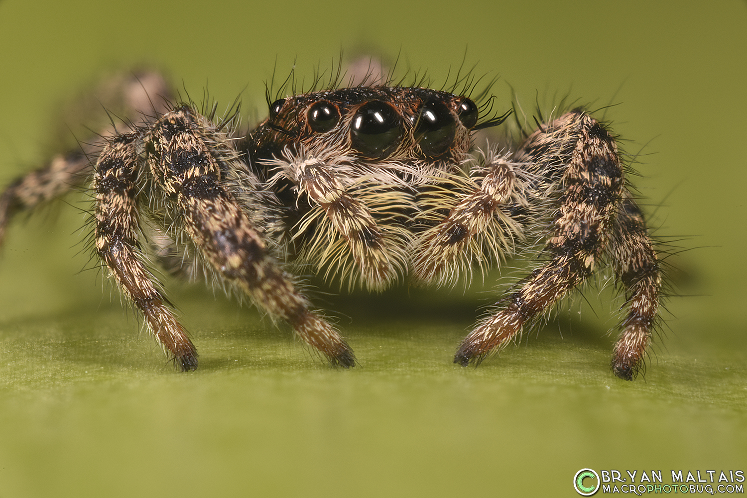 Jumping Spider Royal. Jumping Spiders reading answers. Jumping Spider view from above.