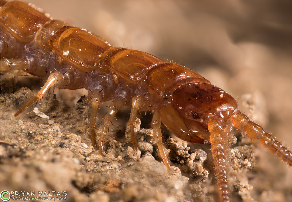 Centipede super macro photography