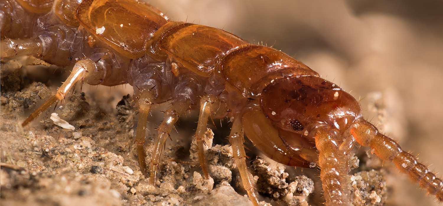 Centipede super macro photography