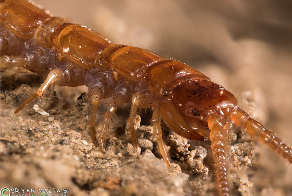 Centipede super macro photography