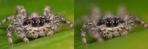 aperture f-stop image quality comparison