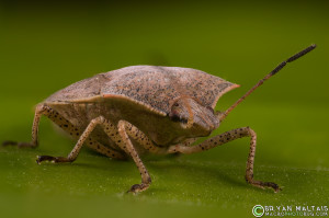 brown stink bug hemiptera ultra macro photography