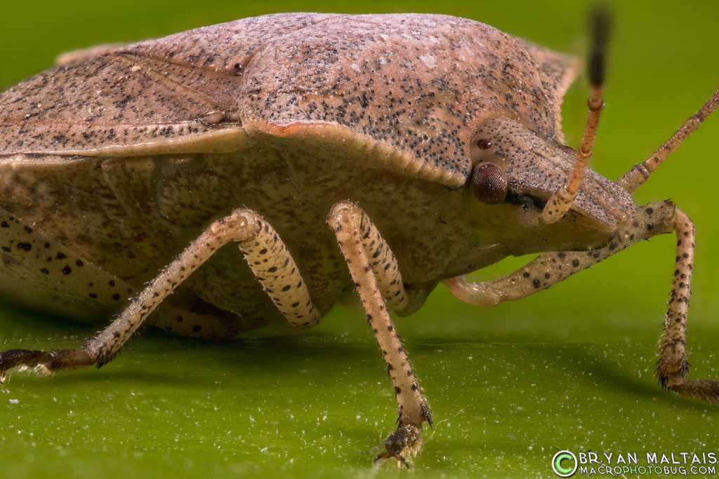 brown stink bug ultra macro photography