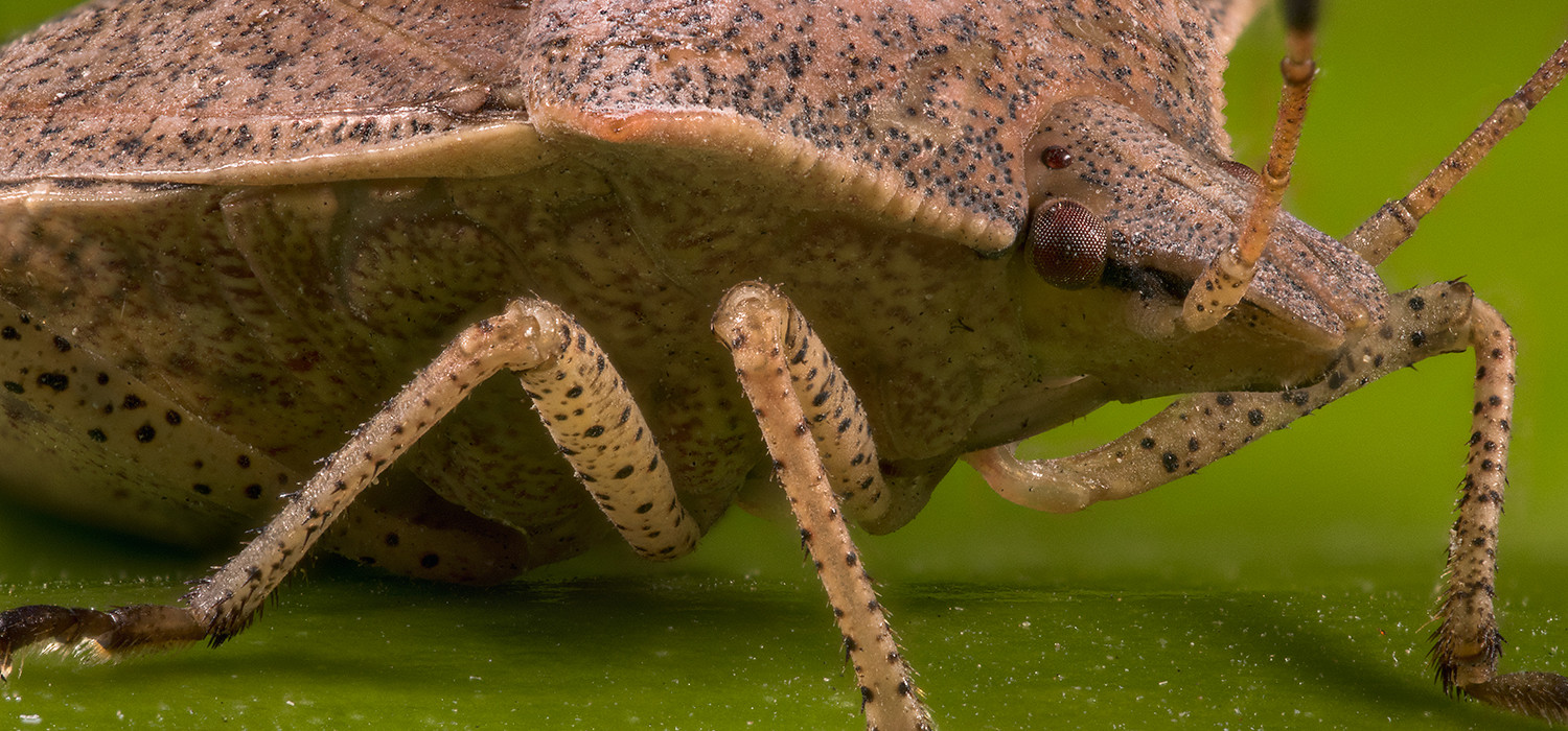 brown stink bug ultra macro photography