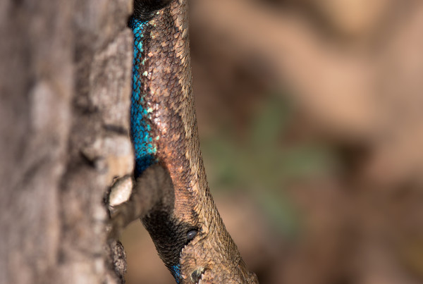 rairie Lizard (Sceloporus consobrinus). Male have turqoise ventrums during the breeding season.