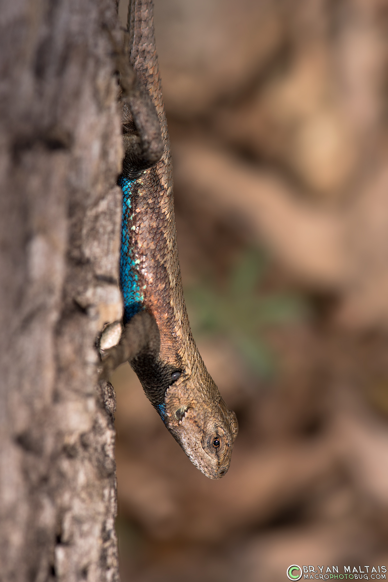 rairie Lizard (Sceloporus consobrinus). Male have turqoise ventrums during the breeding season.