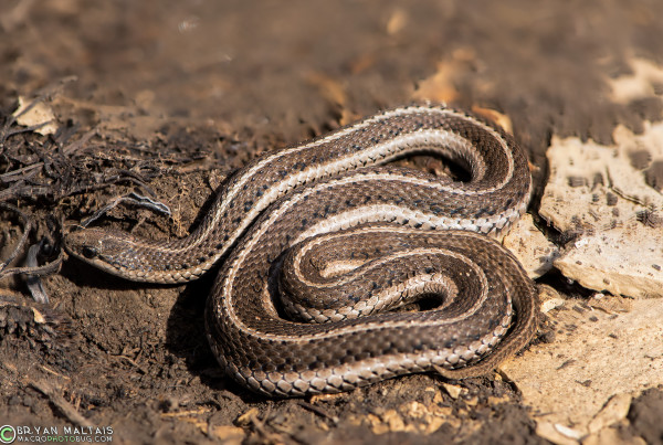 Lined Snake (Tropidoclonion lineatum)