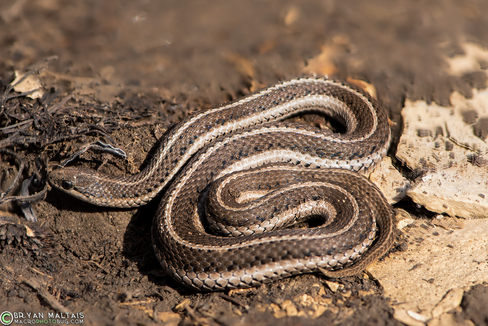 Lined Snake (Tropidoclonion lineatum)