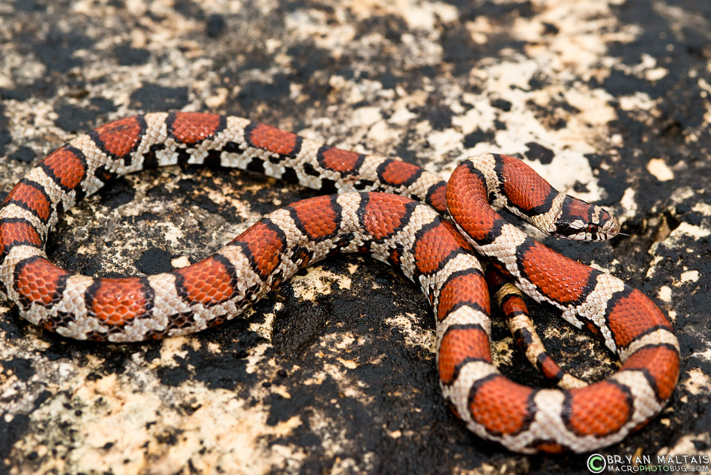 red milk snake 2 missouri herping lampropeltis triangulum