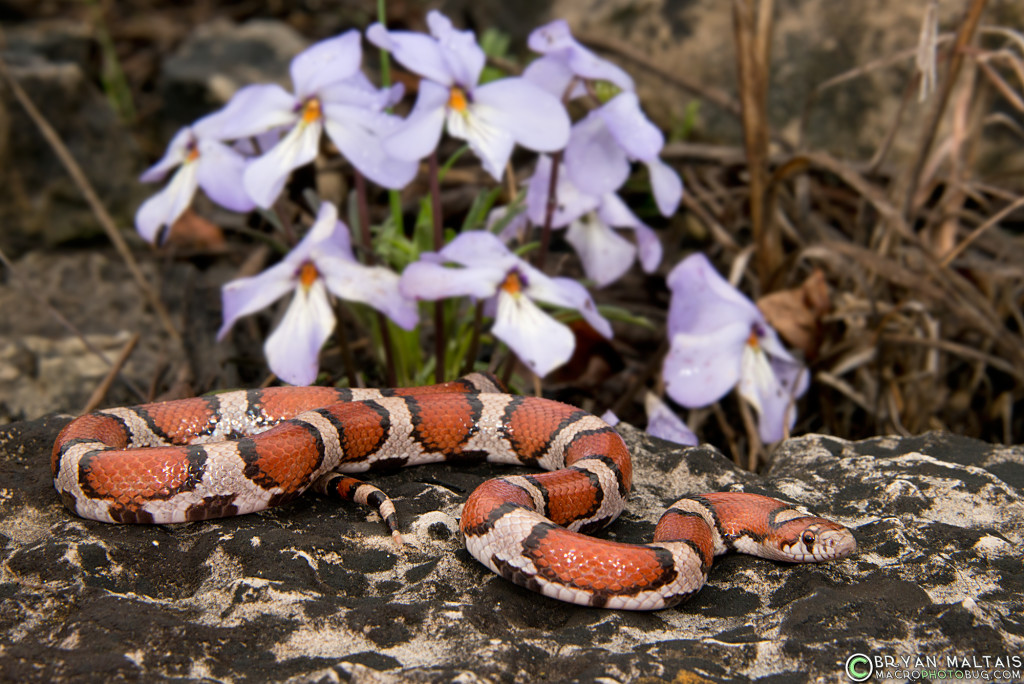 red milk snake missouri herping lampropeltis triangulum