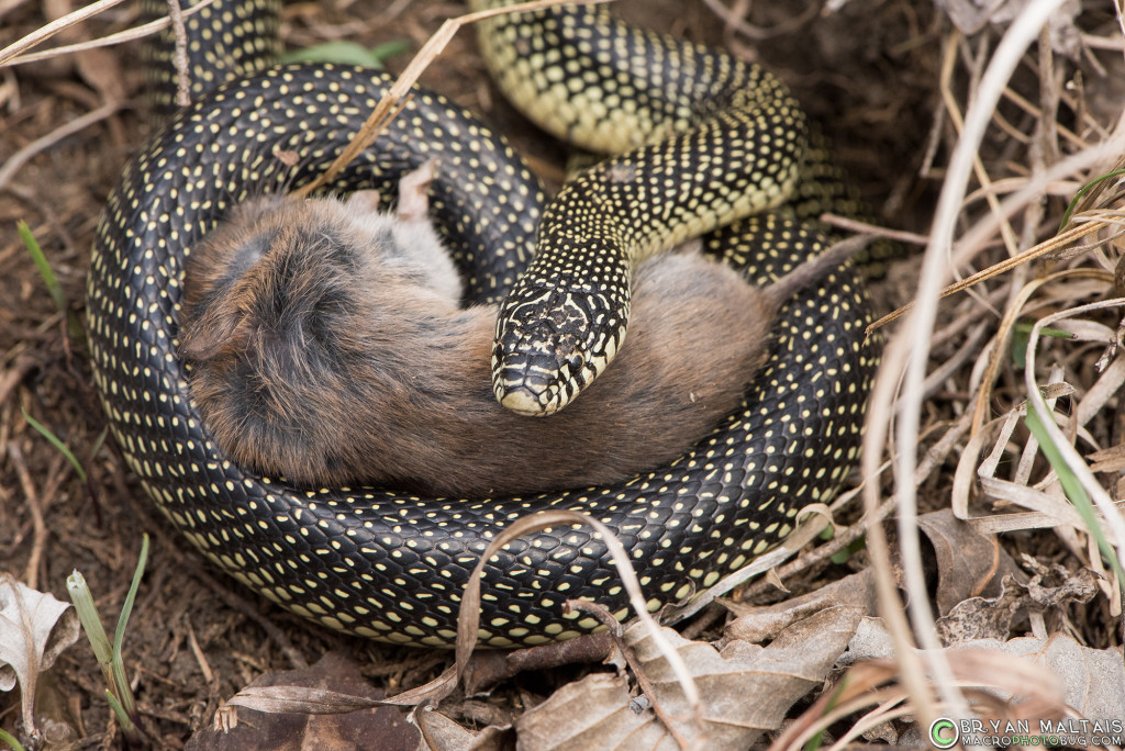 speckled kingsnake eating mouse