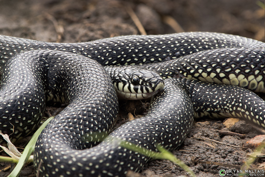 Speckled Kingsnake (Lampropeltis getula holbrooki)