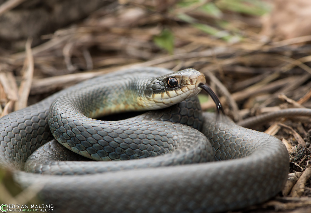 Eastern Yellow-bellied Racer (Coluber constrictor) flaviventris). Among the fastest and most aggressive snakes if cornered.