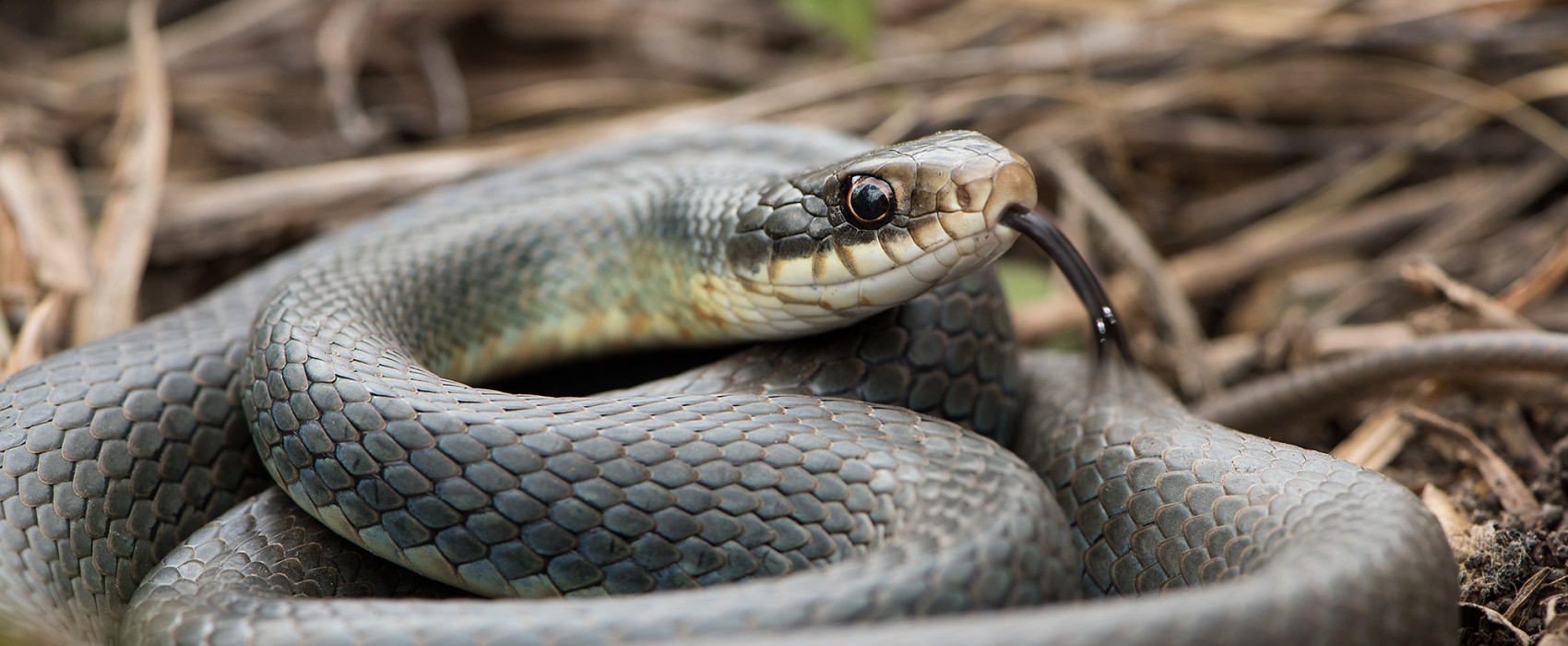 Eastern Yellow-bellied Racer (Coluber constrictor) flaviventris). Among the fastest and most aggressive snakes if cornered.