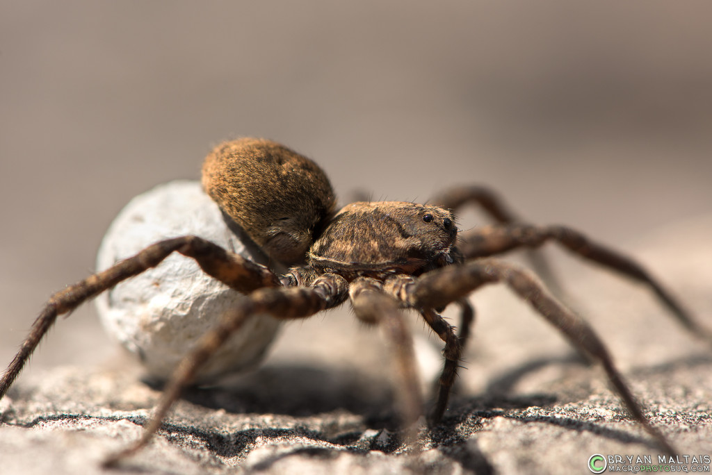 A mama Wolf Spider with her egg sack.  