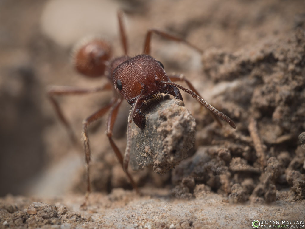 red harvester ant