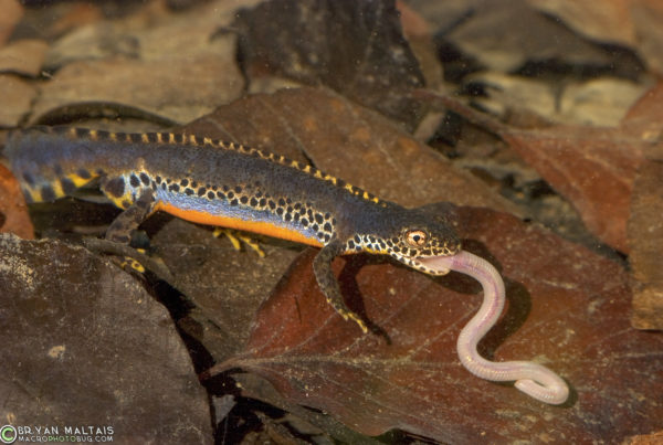 Alpine Newt