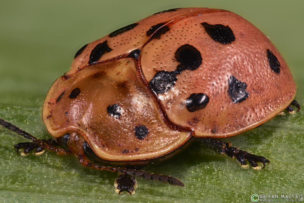 argus tortoise beetle helicon13 24mm 36tube