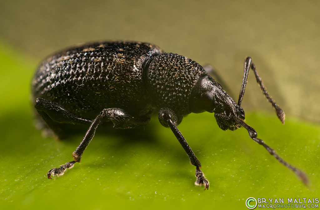 A far larger adult Vine Beetle about 1.5cm. About 30 stacked shots with Zerene, focus rail mounted, Reversed 24mm lens on Nikon D810 body. 