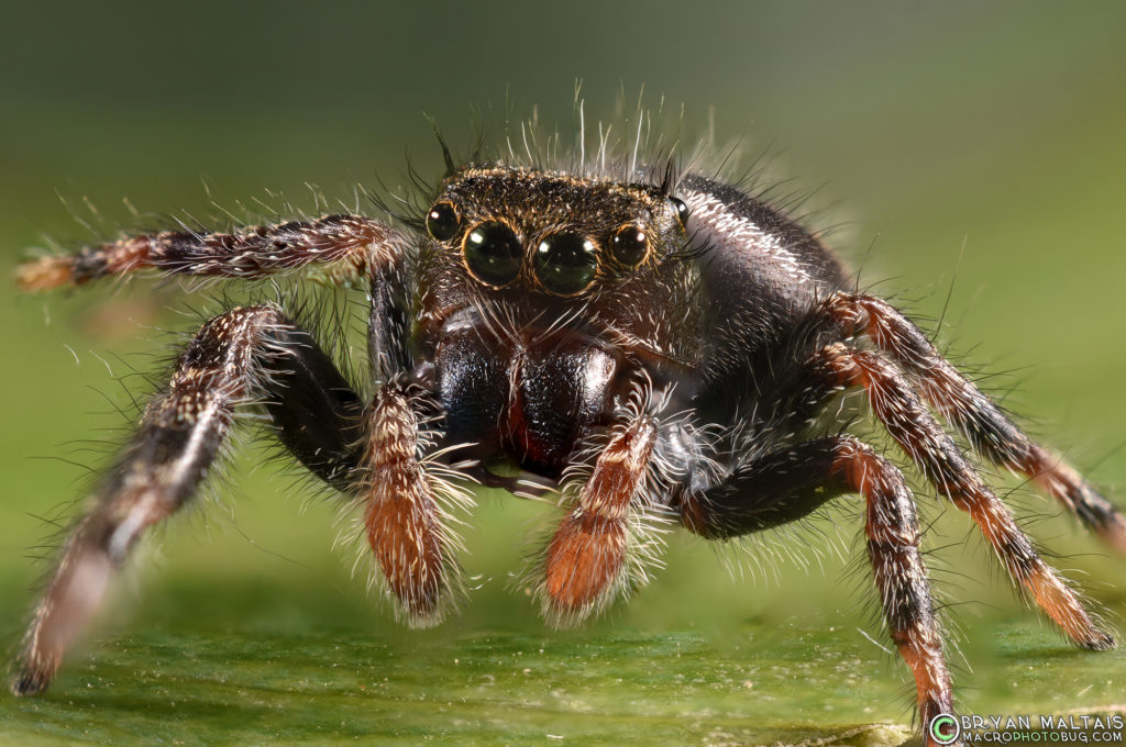 A female Bold Jumping Spider