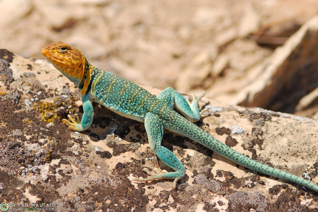 collared lizard colorado