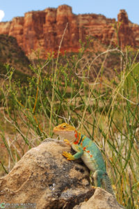 A fenale Collared Lizard