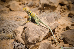 A Collared Lizard in eastern Colorado