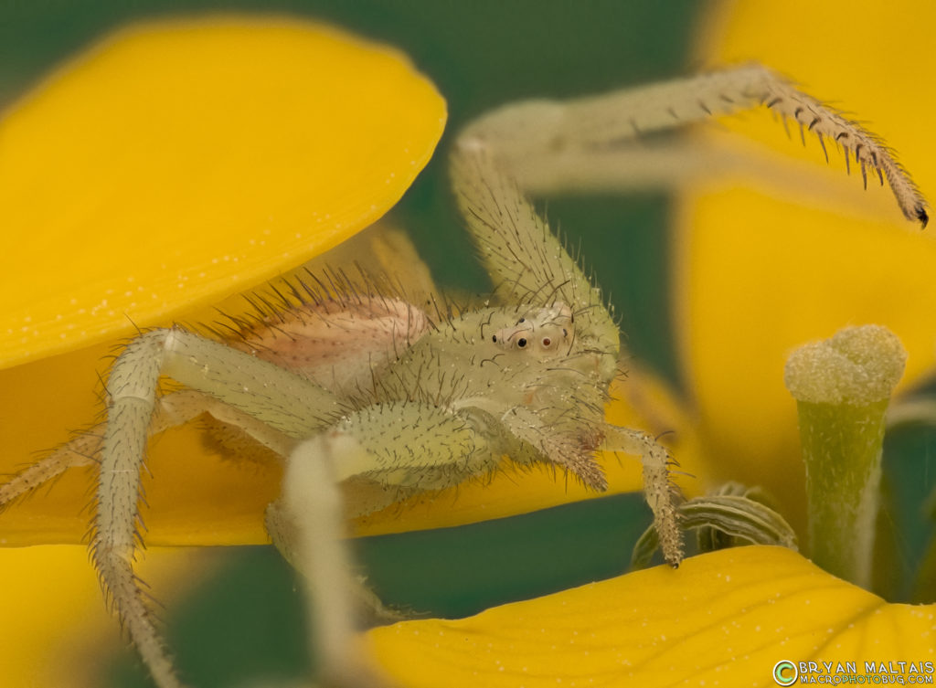 crab spider