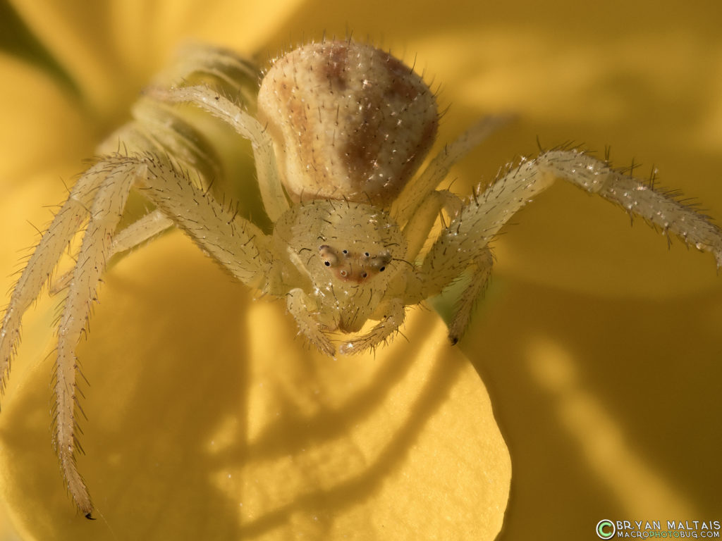 crab spider zerene15 f56 200th iso200