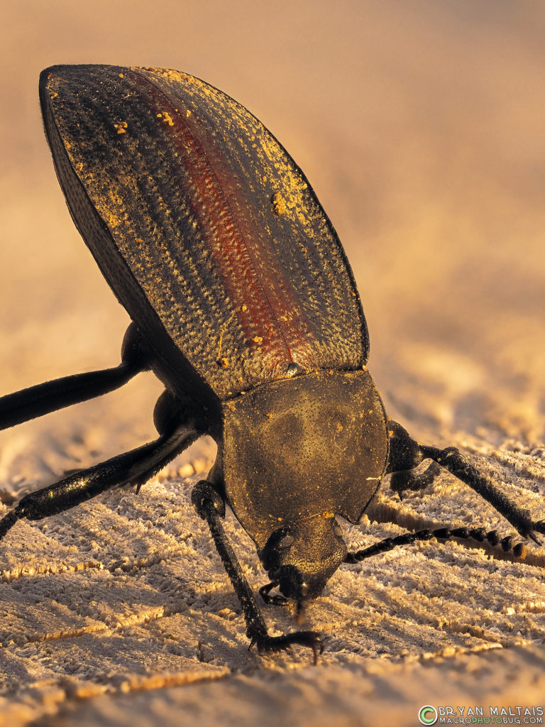 Darkling Beetles rejoice at beautiful sunsets by doing hand-stands. 