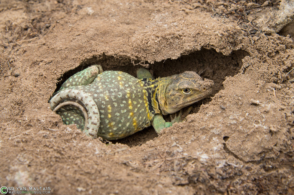 Even by late May Collared Lizards can still not have emerged from their hibernation burrows.