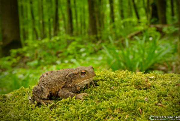 european common toad bufo bufo