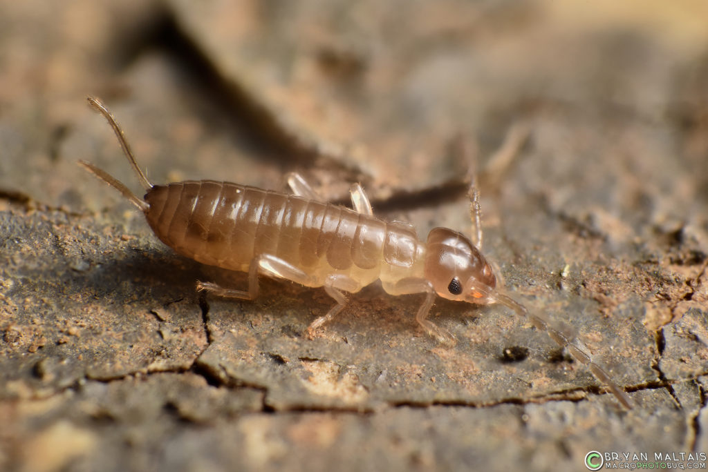 european earwig zerene4 nikon 18-55 at 18 fieldhandheld