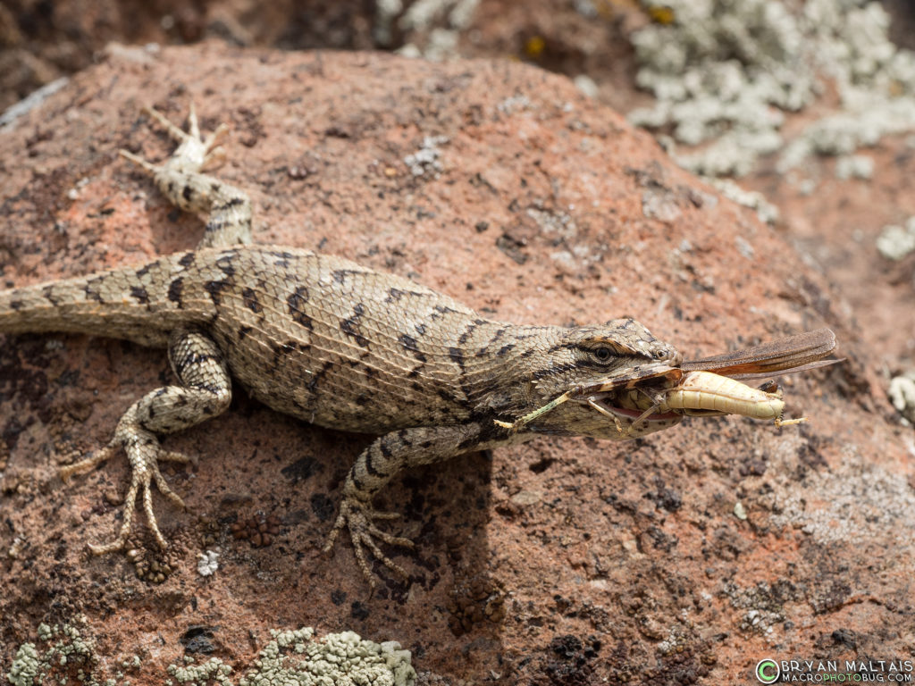 fence lizard sceloporus consobrinus colorado