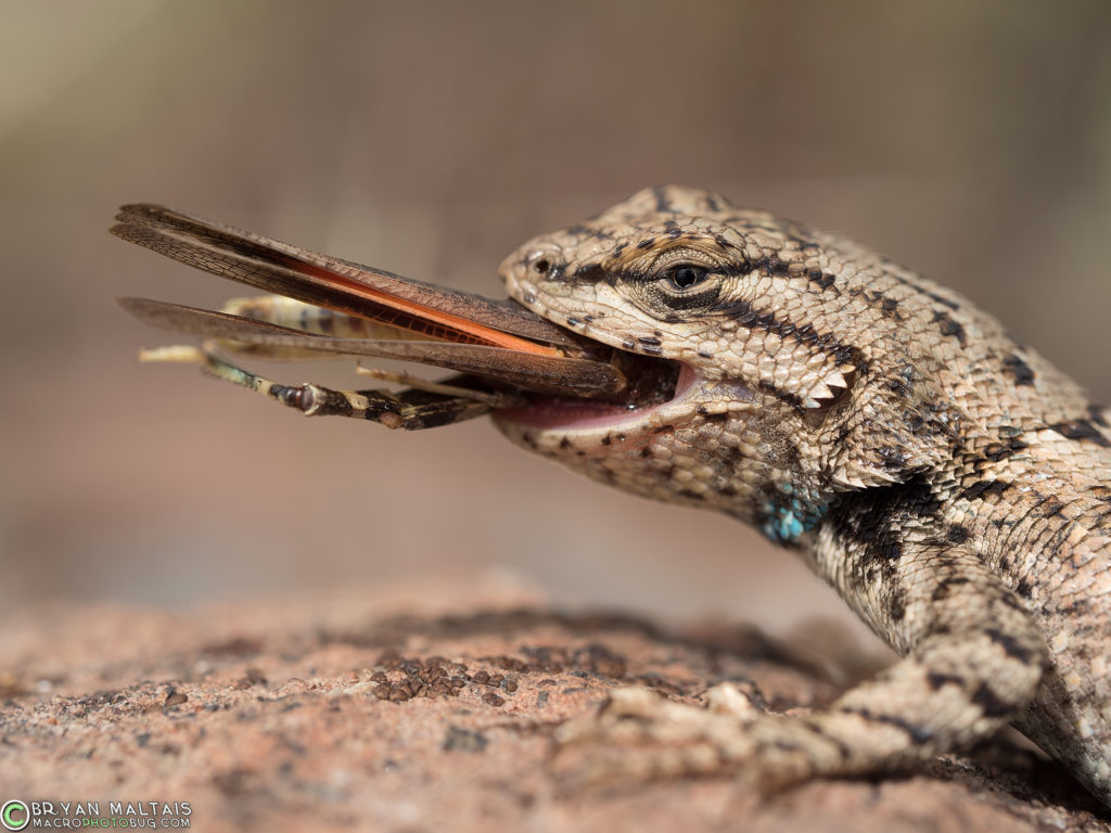 fence lizard sceloporus consobrinus head eating