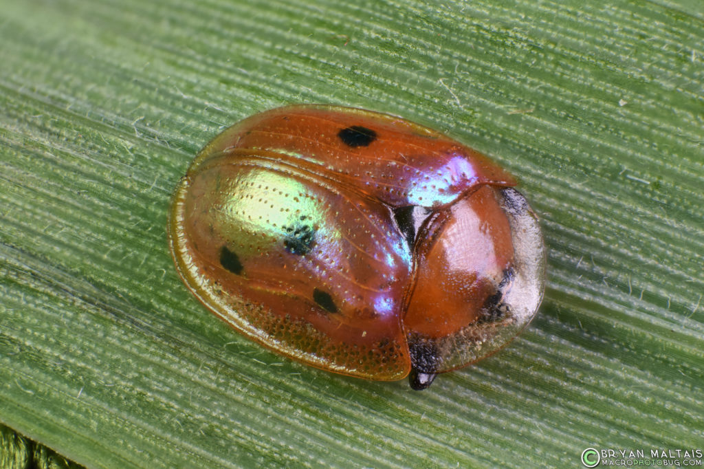 golden tortoise beetle 18-55 at 24 zerene 24