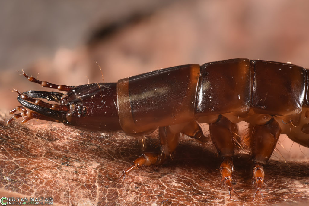 This is a Ground Beetle larva. Taken with reversed 24mm lens, 7 stacked shots using Helicon. 