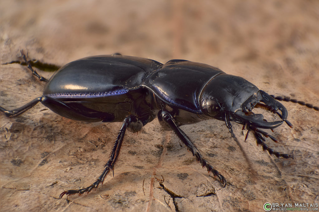 grd beetle zerene jpg 35 18-55mm at 45
