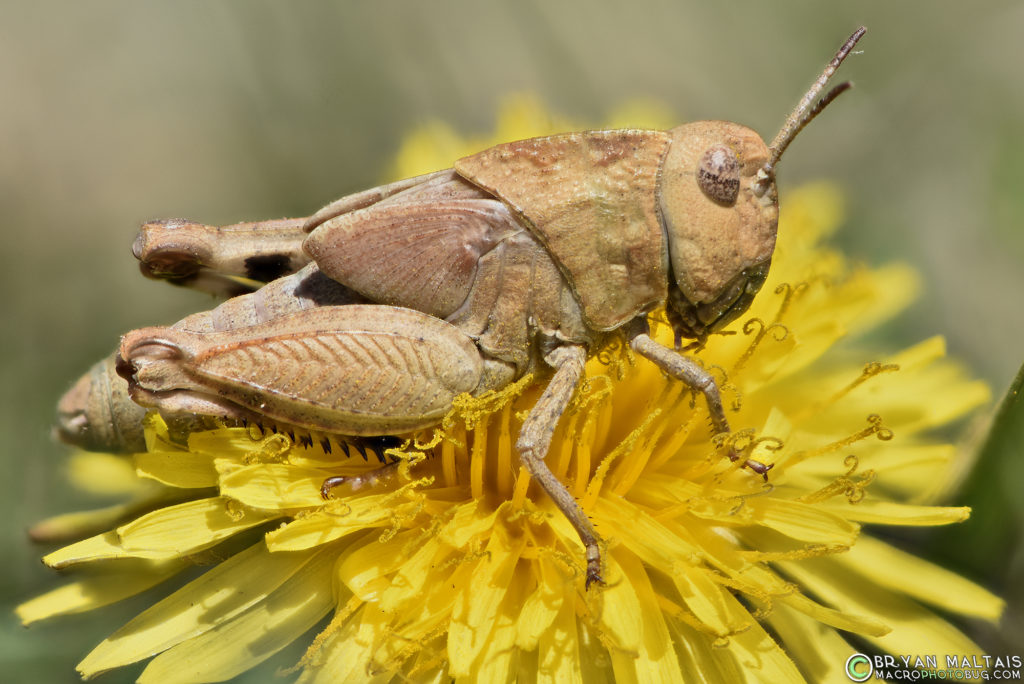 green-striped grasshopper 105 alone zerene 25