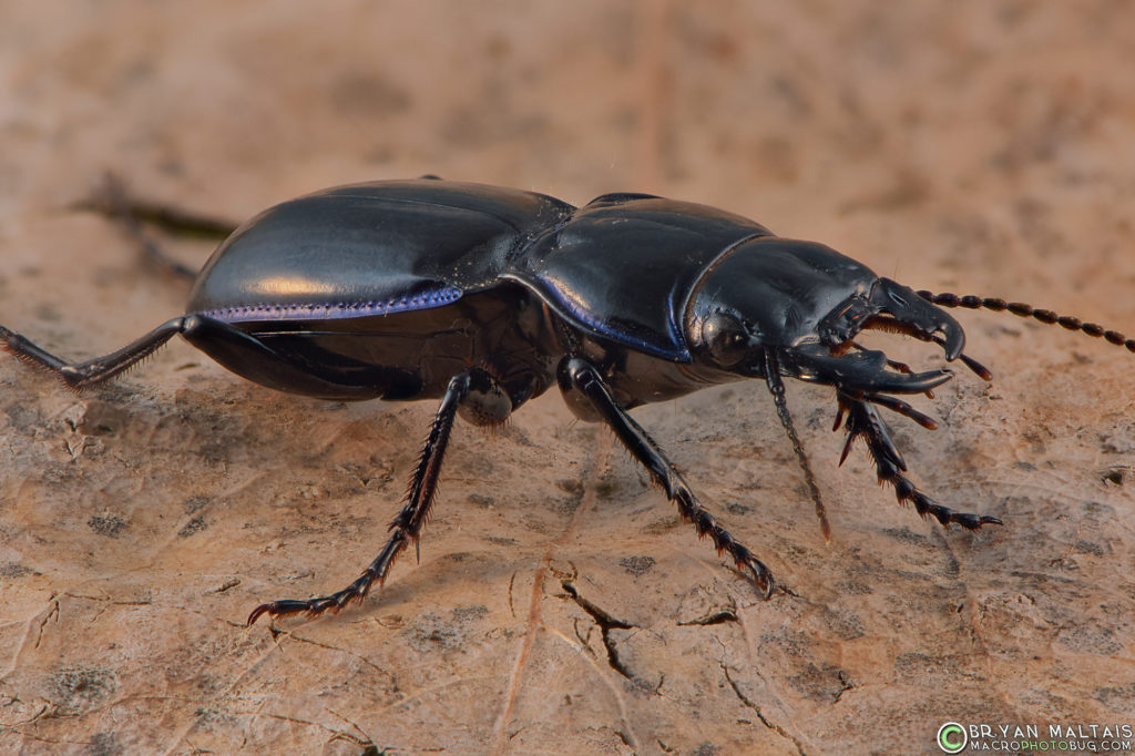 Almost indistinguishable from the shot above, this photo was taken with my Nikon 105mm macro lens. 13 stacked shots. 