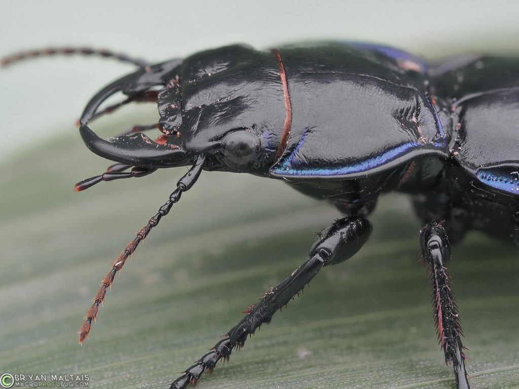 ground beetle head zerene15 iso400 f56 50th olympus60mm